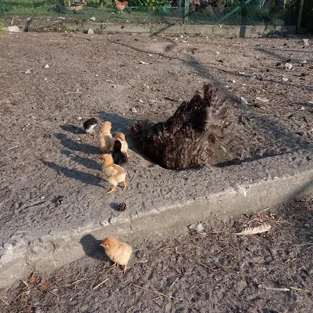 Amig Krzywoploty (Olkusz)