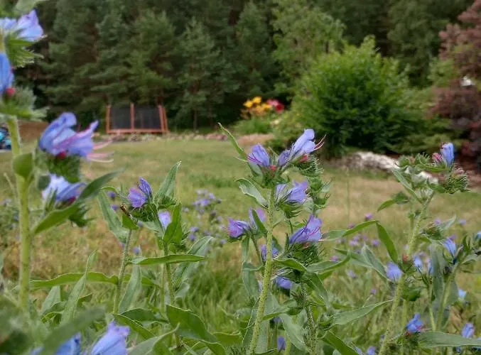 Amig * Krzywoploty (Olkusz)